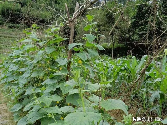 秋田蕗种植技术:水稻栽培高产技术在哪几个环节？