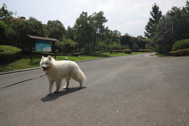 有关于宠物的网站模板:为什么狗狗和猫猫丢了之后还会认得回家的路？ 关于宠物主题的网站设计