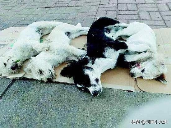 深圳狗狗领:深圳所有犬只必须植入芯片，否则将视为无证养犬，你支持吗？