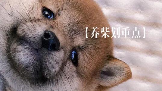 2至3个月的柴犬如何饲养？
