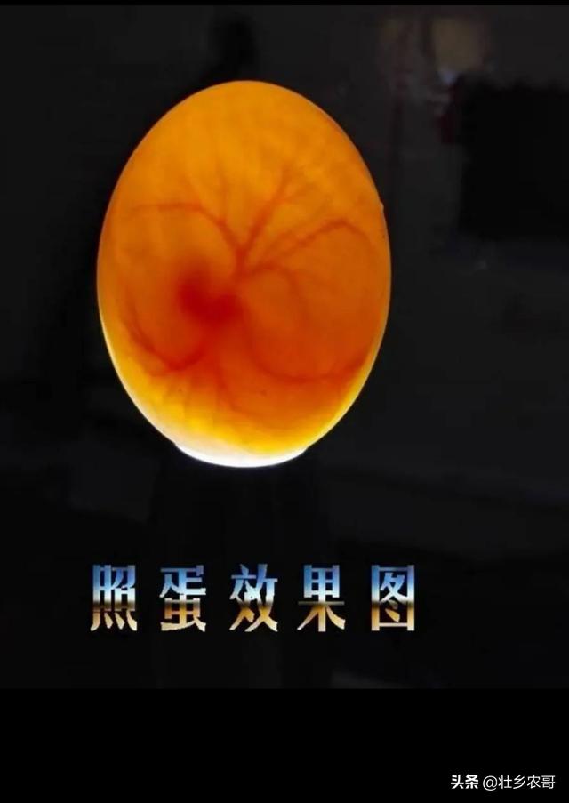 四只鹦鹉养了两年了还不繁殖到底什么原因