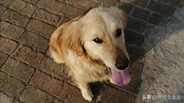 中华田园狗价格:为什么说中华田园犬不比其他狗差呢？