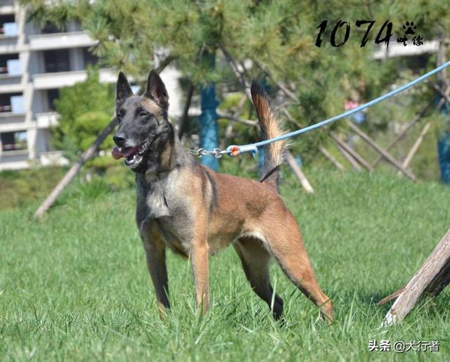大型比利时玛利诺犬图片:为什么大家都不太敢养马犬？