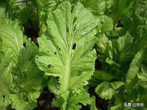 头条问答 菜园里的青菜被虫咬了很多孔 是什么害虫 该怎么防治 李榮的回答 0赞
