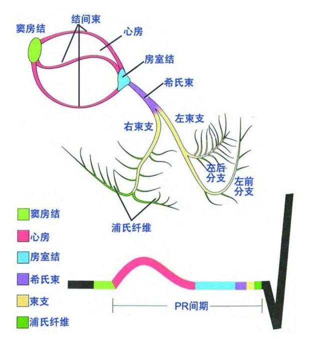 心率变异性怎么解读，什么叫“窦性心律”？会影响身体吗？