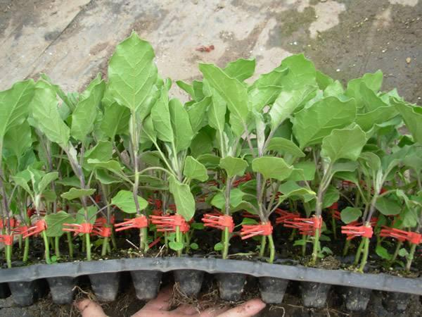 头条问答 - 如何选择茄子嫁接用的砧木?(31个回答)