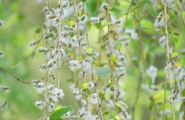 黑帝王魟鱼眼睛一住眨是什么原因:“不恨此花飞尽，而恨西园、落红难缀”如何理解？