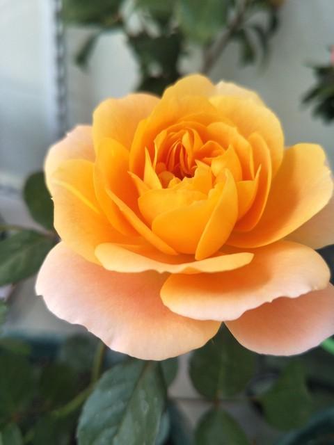月季花品种介绍:月季花的品种都有哪些 盆栽月季花用什么品种好？