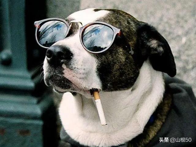 全球每年大约55000人死于狂犬病,为何称狗为“伴侣动物”？