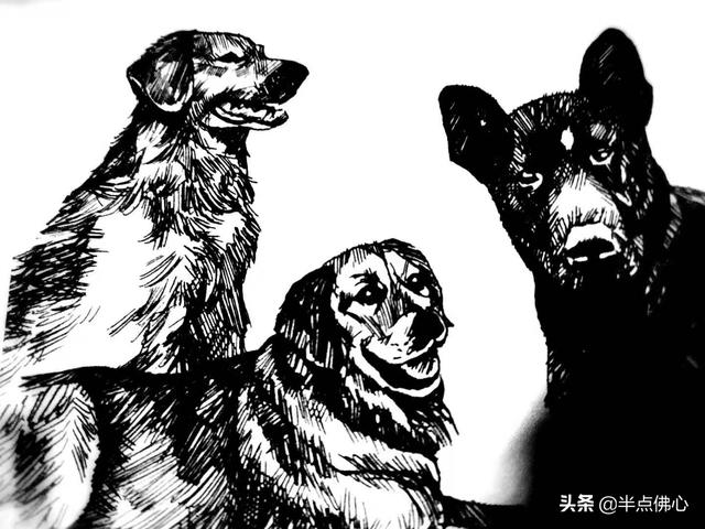 金毛论坛狗民生平:假如有一天狗统治了人类，会是一个什么样的情景？ 黑色金毛幼犬纯与不纯对照