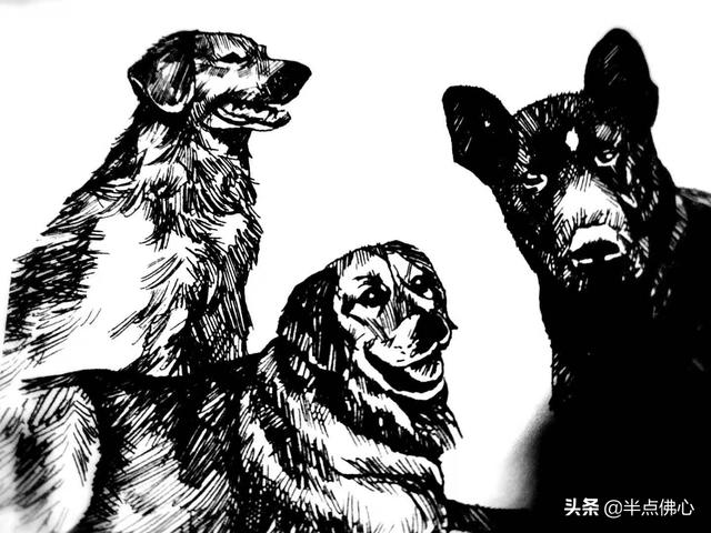 金毛论坛狗民生平:有一只从小养到大的金毛狗狗，是一种怎样的体验？ 金毛犬纯正多少钱一只