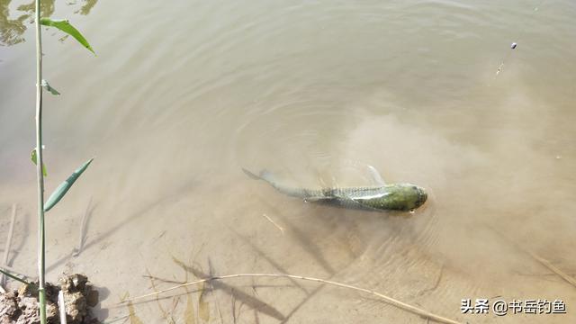 野生鲫鱼的钓法,野生鱼放到鱼塘里头以后怎么钓？