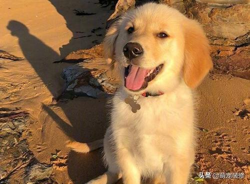 金毛体臭:金毛犬身上什么地方最容易臭？