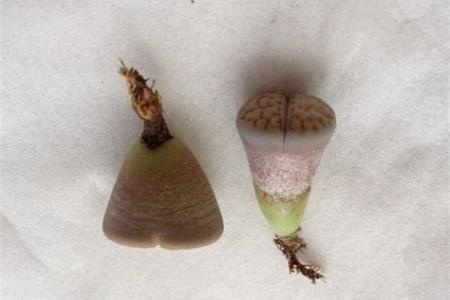 番杏科肉锥花属多肉植物:番杏科多肉植物图鉴 闲来无事，想给多肉pp换盆请问如何操作？