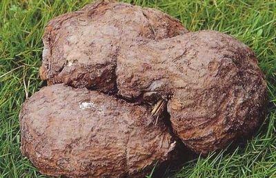 赤茯苓有哪些形态特征和功效