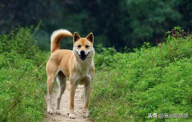 中华短腿土狗价格:中华田园犬为什么越来越少人养？