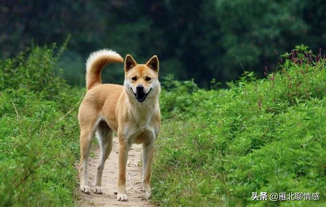 小土狗:养一条小土狗，一年最低需要多少钱？