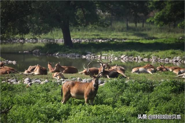 北京市区有哪些绿化比较好、有大面积水域的免费公园？:顺义新城滨河森林公园 第5张