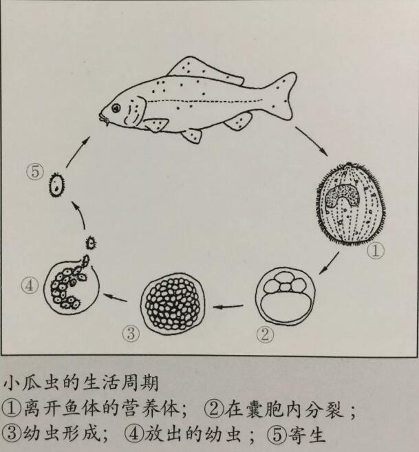 家里养的小金鱼身上长白点:金鱼得了白点病怎么治疗？