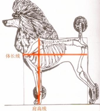 宠物狗衣服 的纸样:想给狗狗买衣服但没买过，是按体重还是要量尺寸呀？中型可卡犬？