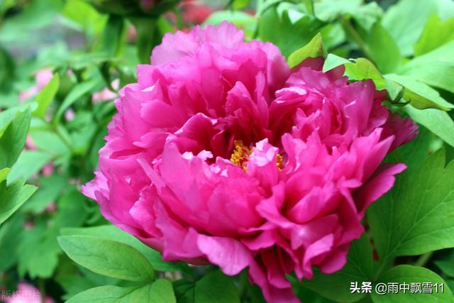 头条问答 为什么花市的盆栽当时鲜活 买回几天后就死 雨中飘雪养花匠的回答 0赞