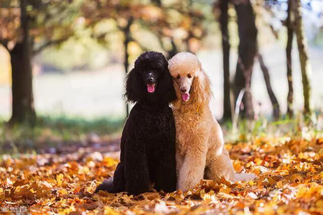 黑色大贵宾犬图片大全:为什么说不要养黑色贵宾犬？ 黑色巨型贵宾犬图片