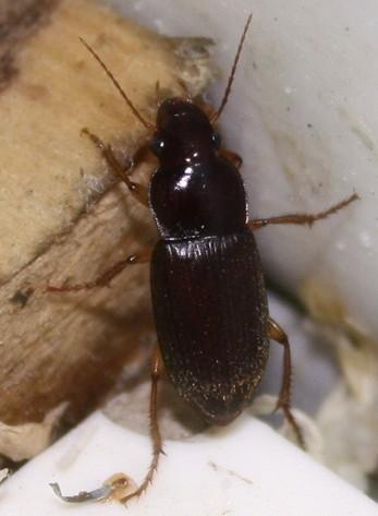 最小的蟑螂幼虫图片