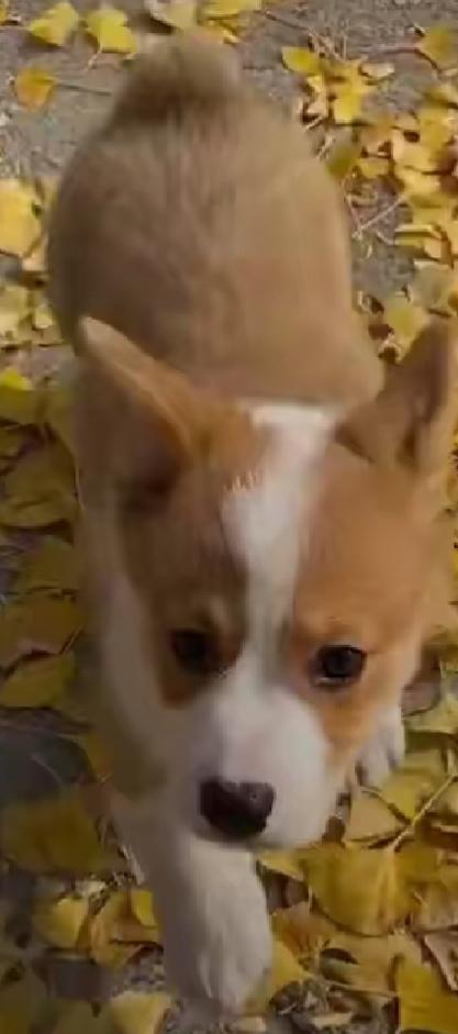 宠物狗的品种及图片柯基:柯基犬把你当妈妈，会有哪些表现？ 宠物狗柯基图片大全