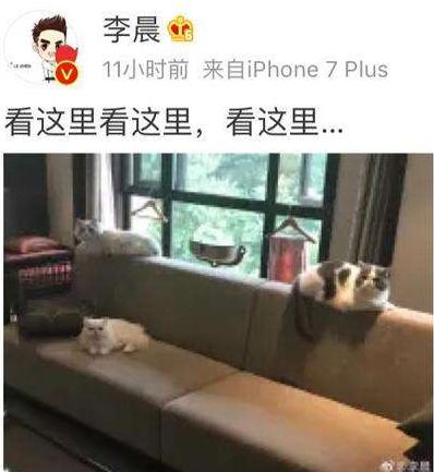 萌猫红小胖万多福开心果幕后花絮:范冰冰恢复晒猫，李晨也曾晒这只猫，你怎么看？