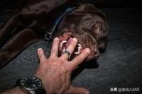 人传染上狂犬病会学狗叫吗:朋友圈流传的小孩被狗咬，狂犬病发作的信息是真的吗？