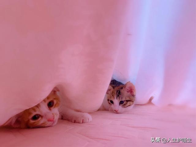 猫咪绝育当晚走来走去:猫咪会害怕主人抛弃它吗？