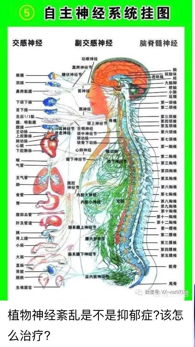 器质性心脏病:器质性心脏病是什么意思 心脏官能症属于什么疾病？