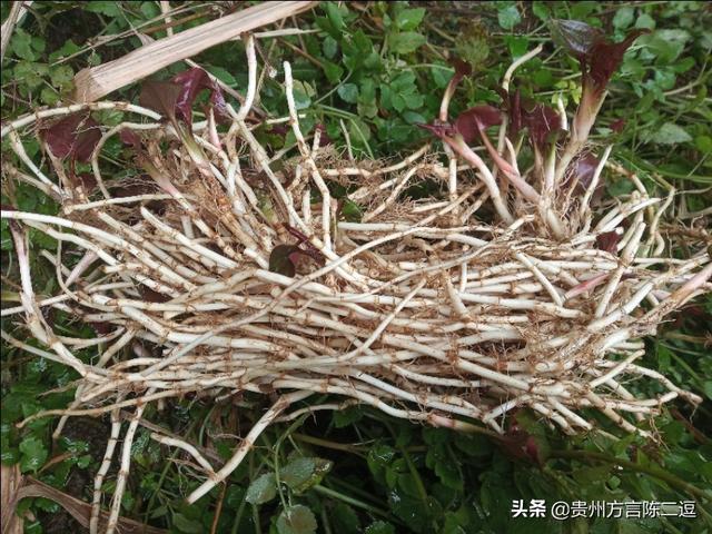 中华媒鸟论坛抓毛鸡:在集市抓的鸡，回来几天后喉咙出现呼噜响，还甩头怎么治疗？
