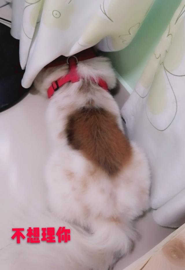 你听过狗狗的哪些“贱名”呢