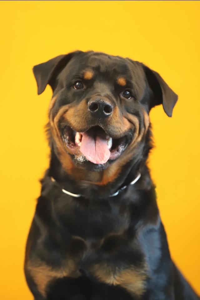 罗威拿犬容易生病吗:饲养罗威纳，应该要注意什么问题？