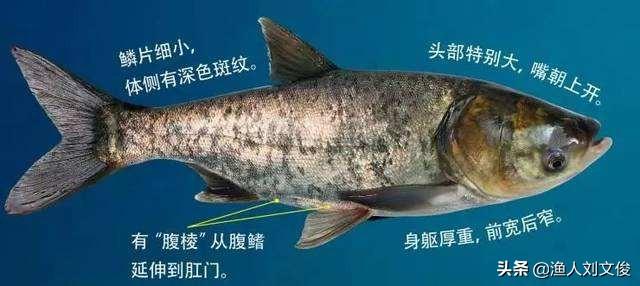观赏鱼图片大全:跟大鱼说说，那条给你留下“最深”印象的鱼？ 海水观赏鱼品种大全