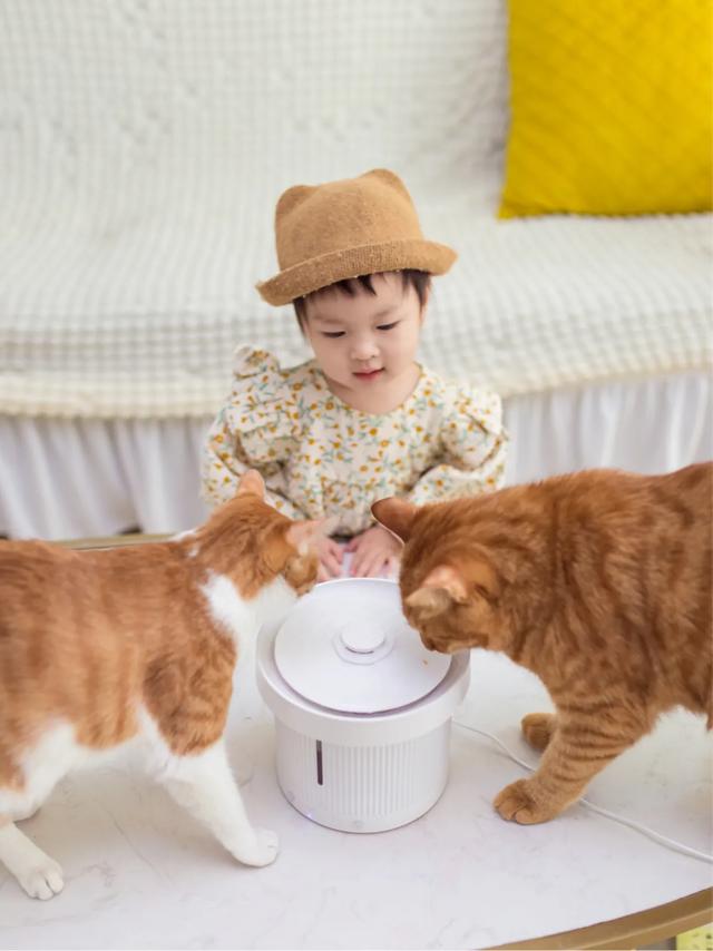 马鞍山宠物猫免费领养:领养一只猫好，还是买一只猫好？
