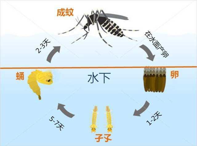 阿拉斯加蚊子之旅:如果蚊子灭绝了，会有哪些现象发生？