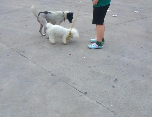 萨摩耶犬图片:萨摩耶犬和阿拉斯加犬，你会选择养哪个？ 萨摩耶犬图片 幼犬