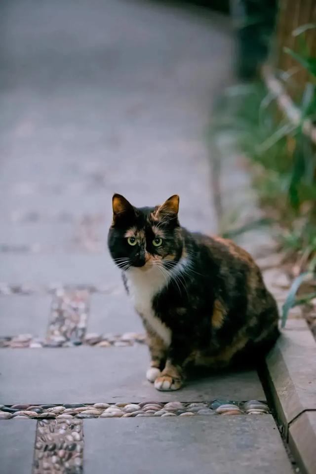 伯爵养猫记:有没有人和我一样，偏爱着纸质书？