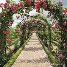 安吉拉月季该怎么种植，适合做拱门的大型藤本月季，有哪些品种可以推荐