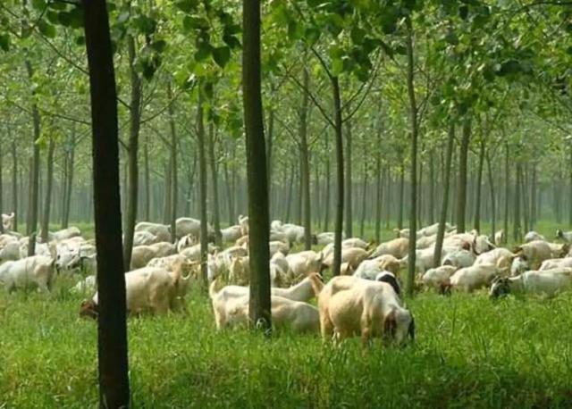 生产宠物口粮需要什么资格:给宠物狗办证需要什么流程？有必要吗？