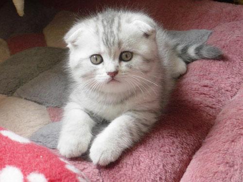 新手养猫注意事项两个月:养猫有哪些快速入门指南使新手铲屎官少走弯路？