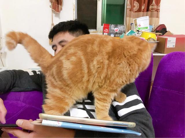 抱抱猫萌翻网友:猫咪想你撸它的时候，会有哪些行为？ 抱抱猫游戏
