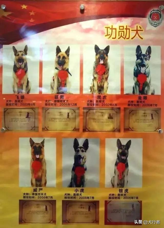 警犬图片:如何查看识别警犬，军犬的勋章，等级？