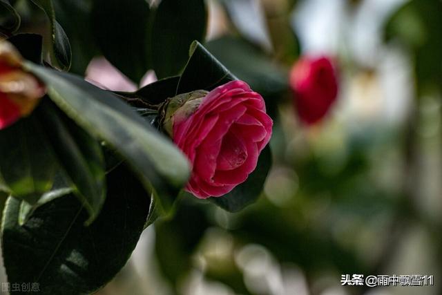 头条问答 什么环境下种植茶花最好 48个回答