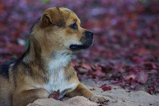 重庆 狗:四川的川东猎犬为什么又叫重庆犬？