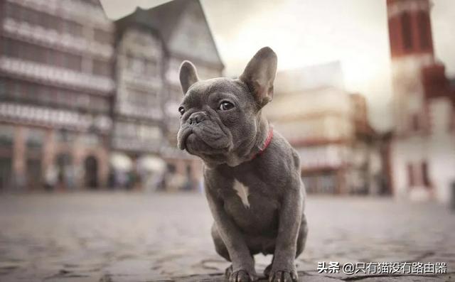 沉默的斗牛犬相关问答:法国斗牛犬容易患上的疾病，有哪些？ 沉默的斗牛犬的小说