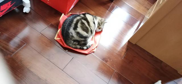 学知猫官网:人工智能主要是学什么的？ 学知网官网