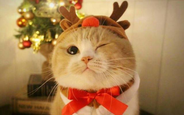 怀孕家里养猫注意事项:因为怀孕我家猫咪还可以养吗？是蓝猫有点不舍？